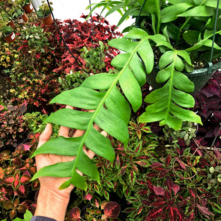 Selenicereus chrysocardium (Fern Leaf Cactus)