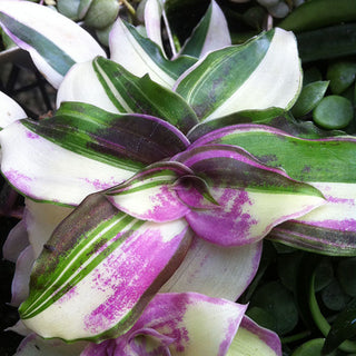 Callisia congesta 'Variegata'