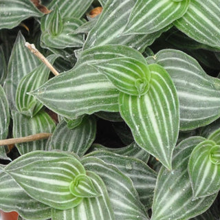 Callisia gentlei var. 'elegans'