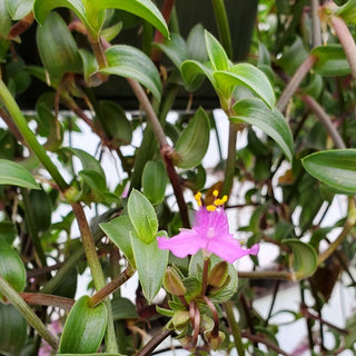 Callisia navicularis