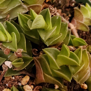 Callisia navicularis