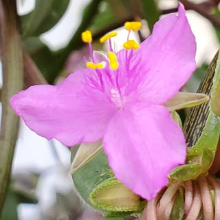 Callisia navicularis