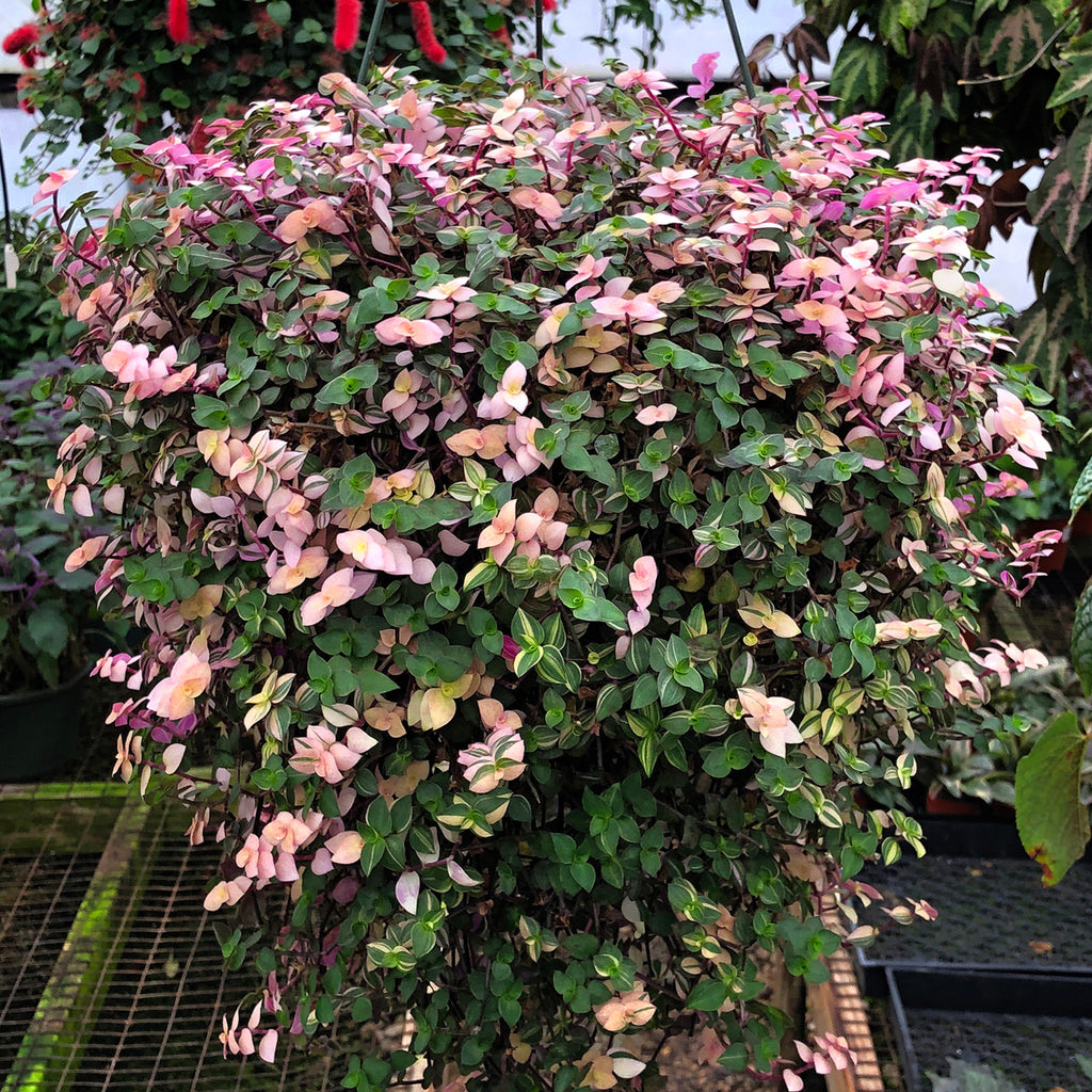 callisia repens succulent Callisia repens 'variegata' (Creeping Inchplant)