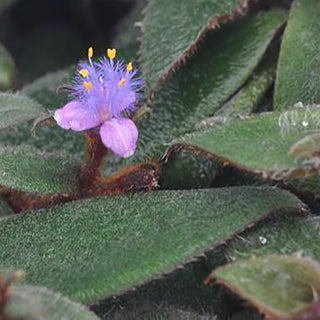Cyanotis kewensis