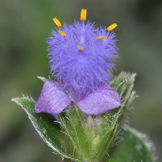Cyanotis somaliensis