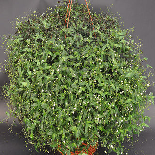 Gibasis geniculata (Tahitian Bridal Veil)