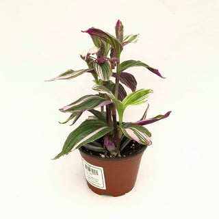 Tradescantia cerinthoides 'Lilac'
