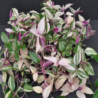 Tradescantia fluminensis 'Tricolor'