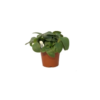 Tradescantia pallida 'Pale Puma'