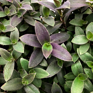 Tradescantia pallida 'Pale Puma'