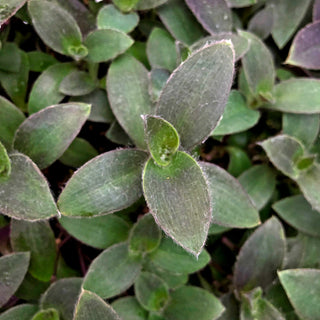 Tradescantia pallida 'Pale Puma'