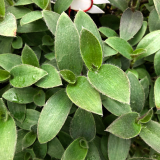 Tradescantia pallida 'Pale Puma'