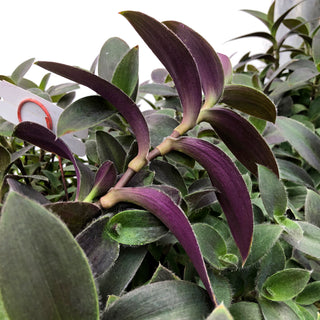 Tradescantia pallida 'Pale Puma'