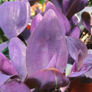 Tradescantia pallida 'Giant Purple Heart'