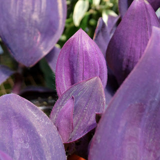 Tradescantia pallida 'Giant Purple Heart'