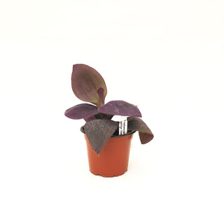 Tradescantia pallida 'Giant Purple Heart'