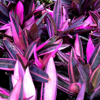 Tradescantia pallida 'variegata'