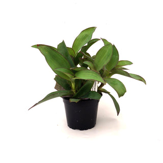 Tradescantia pallida (Green Form)