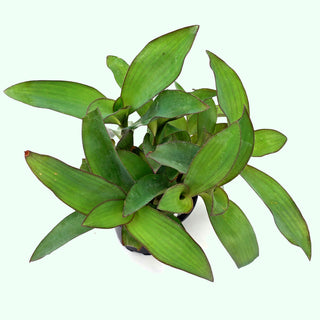 Tradescantia pallida (Green Form)