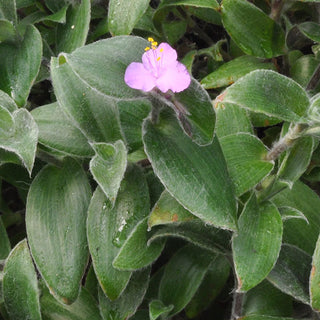 Tradescantia sillamontana