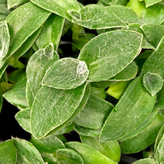 Tradescantia sillamontana