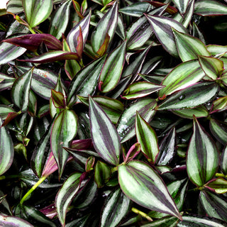 Tradescantia zebrina