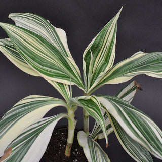 Tradescantia zanonia