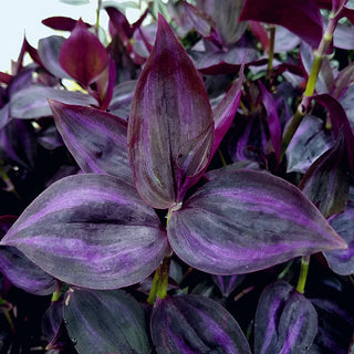 Tradescantia zebrina "Deep Purple"