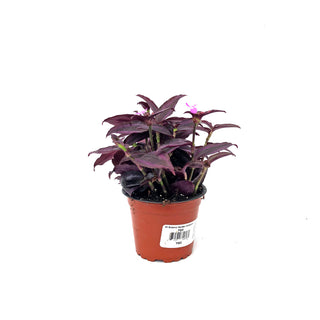 Tradescantia zebrina "Burgundy"