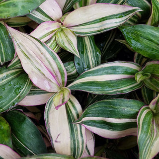 Tradescantia zebrina multicolor