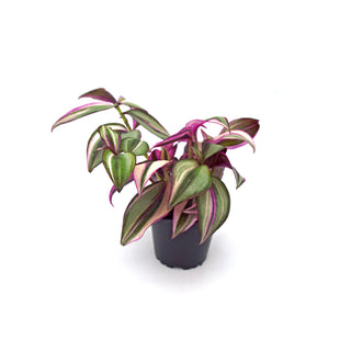 Tradescantia zebrina 'Quadricolor'