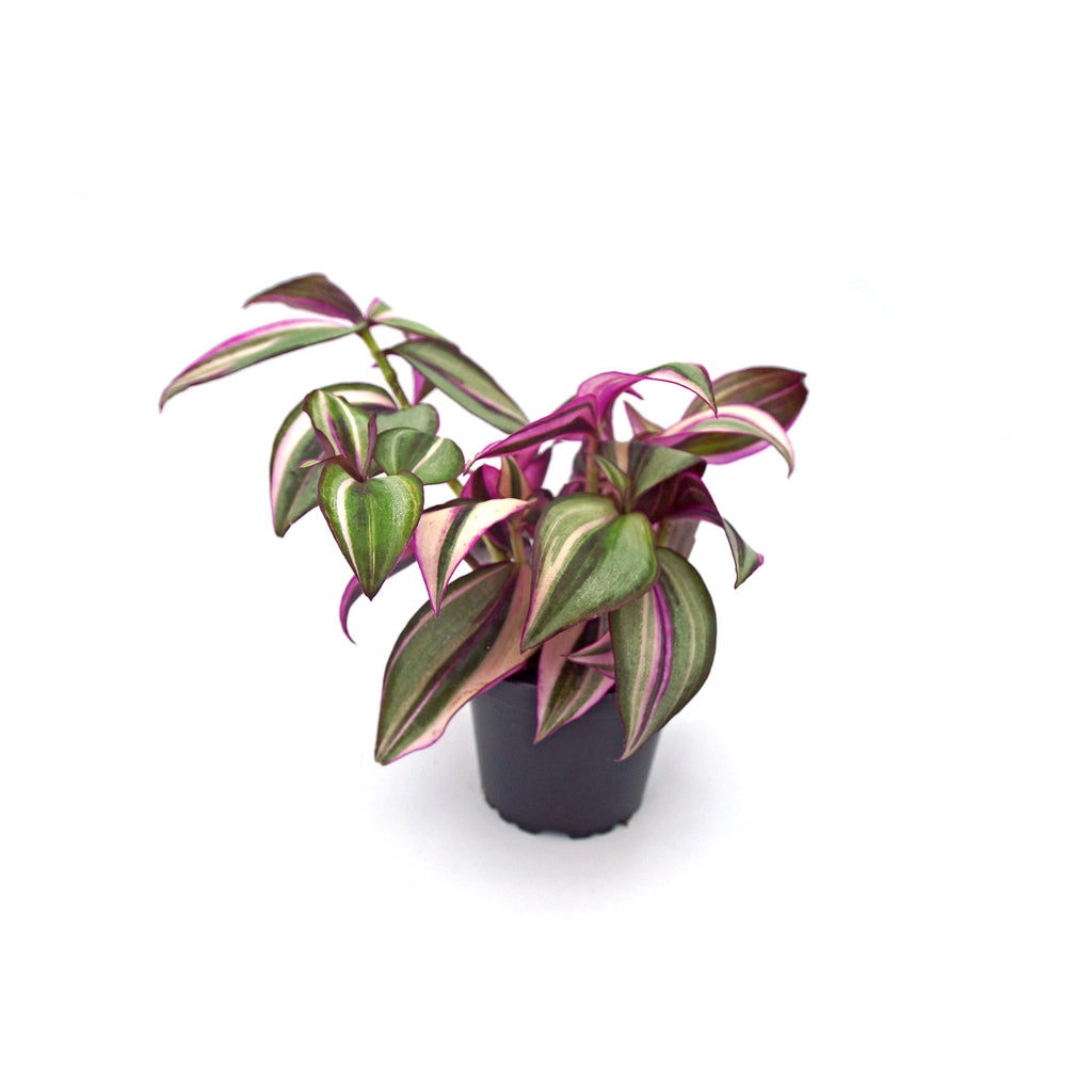 chlorophytum zebrina Tradescantia Zebrina Quadricolor | Rare Spiderwort Plant