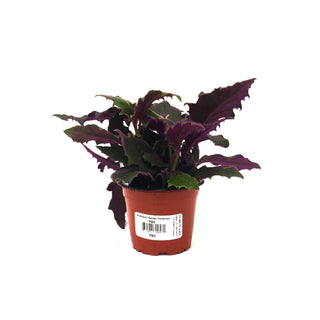 Gynura aurantiaca 'Purple Passion'