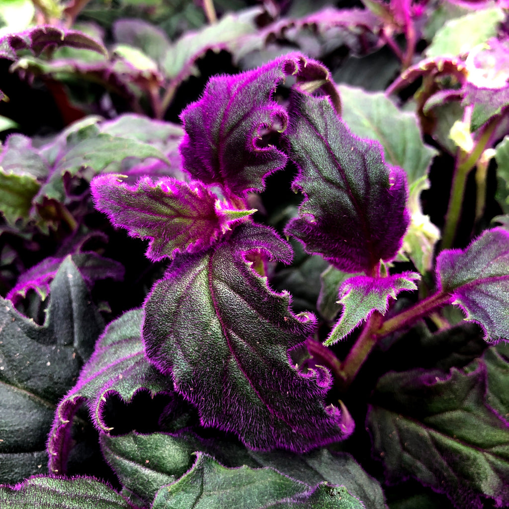 purple passion plant terrarium Gynura aurantiaca 'Purple Passion'