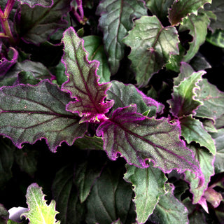 Gynura aurantiaca 'Purple Passion'