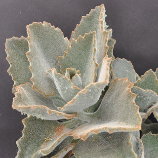 Kalanchoe beharensis 'Fang'