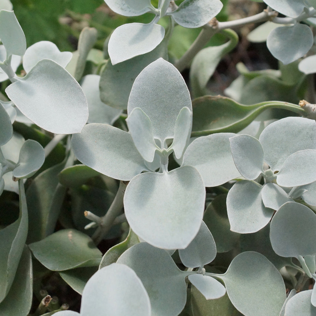 succulent silver spoons Kalanchoe bracteata (Silver Spoons)