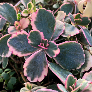 Kalanchoe fedtschenkoi 'Marginata'