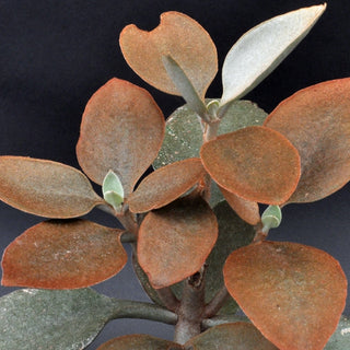 Kalanchoe orgyalis