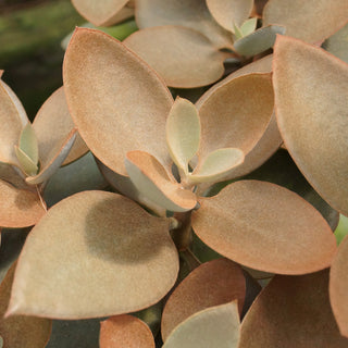 Kalanchoe orgyalis