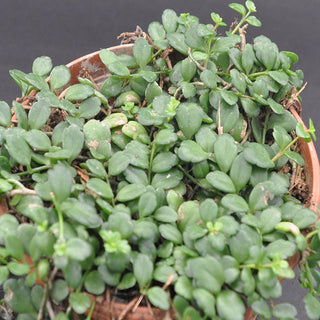 Kalanchoe uniflora