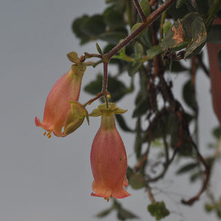Kalanchoe uniflora