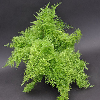 Nephrolepis exaltata 'Suzi Wong'
