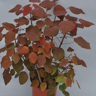 Euphorbia cotinifolia