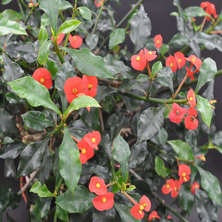 Euphorbia geroldii