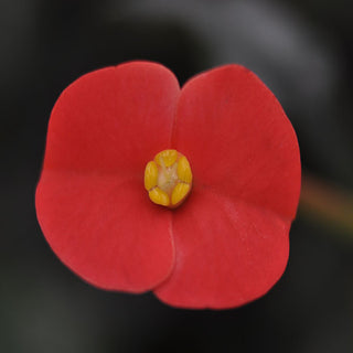 Euphorbia geroldii