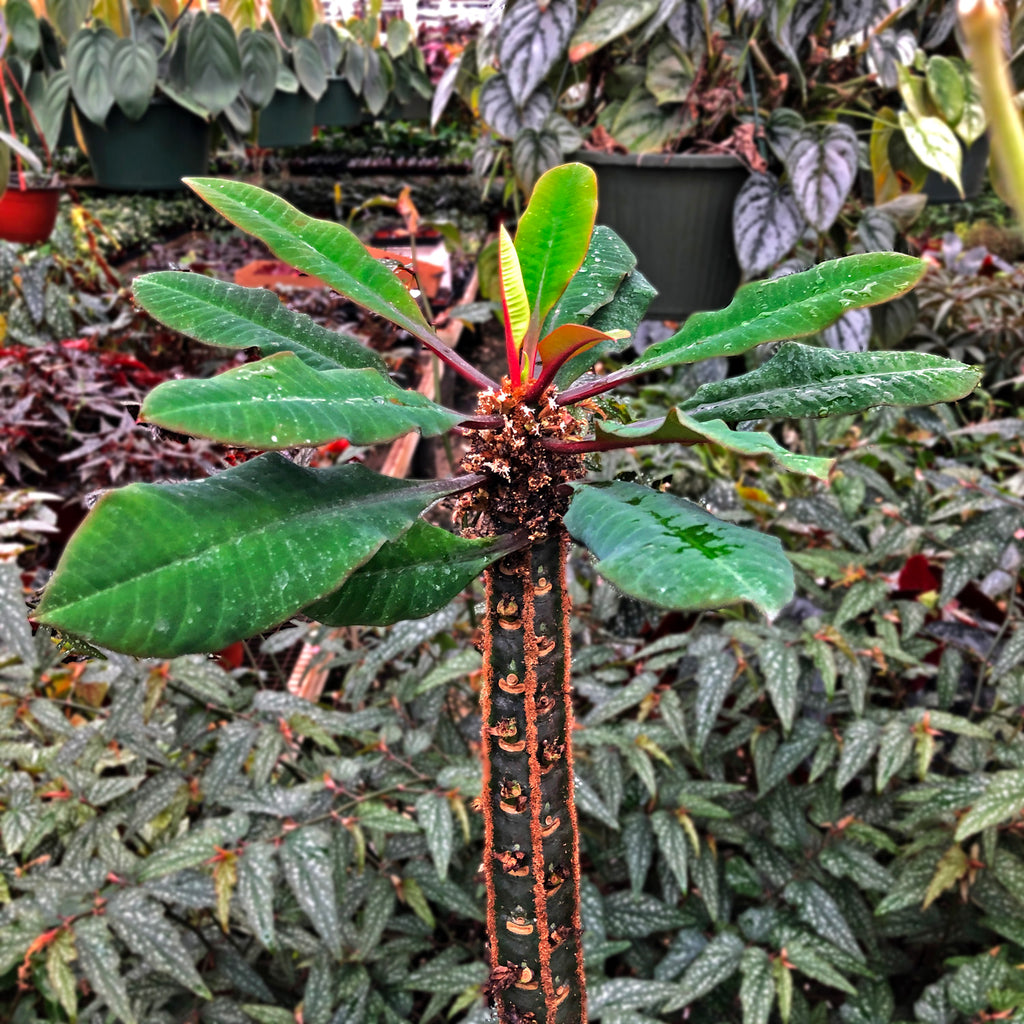 Euphorbia Kerzenleuchterblume