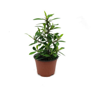 Euphorbia milii Pink Flower (Thin Stem)