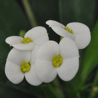 Euphorbia milii "White Flowered"