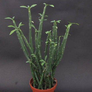 Euphorbia pteroneura